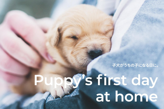 【子犬を迎える前に必要な準備】子犬をお家に迎える日（当日）のガイド