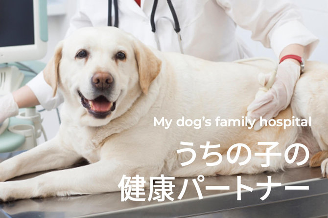 【愛犬のための動物病院の選び方】 おうちの近くのかかりつけ動物病院を探したい。獣医師に聞く、犬の動物病院の選び方のヒント