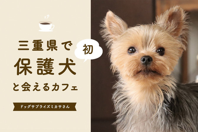 【保護犬と会えるカフェ ミカサ】三重県初の保護犬カフェ ミカサさん