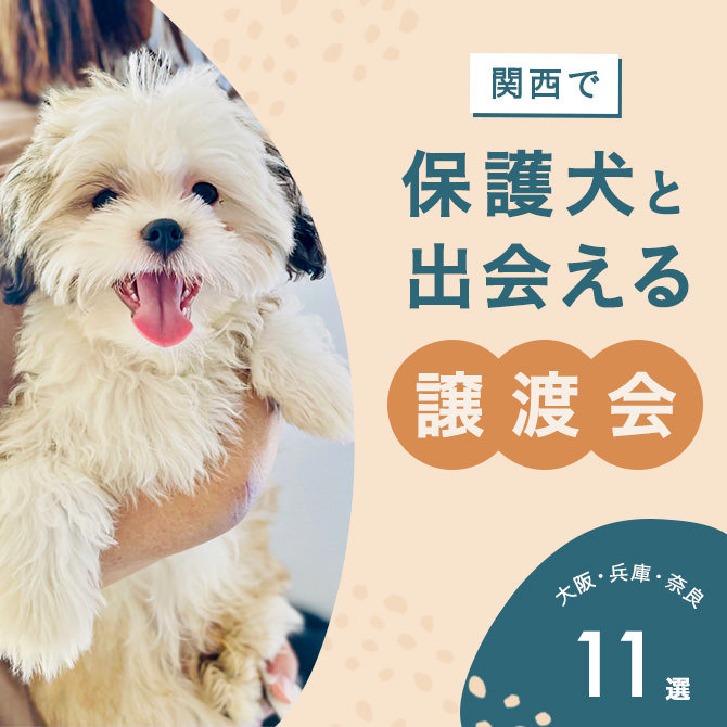 【関西保護犬譲渡会】大阪など関西で行われている譲渡会11選！