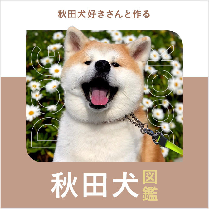 秋田犬の性格や寿命、虎毛、保存会、値段や飼い方｜秋田犬図鑑