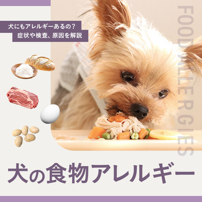 【犬の食べ物アレルギー】犬の食物アレルギーの症状や検査、原因について