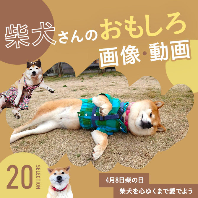 【柴犬のおもしろ画像20選】4月8日は柴の日！柴犬の可愛くて面白い画像で癒されよう！