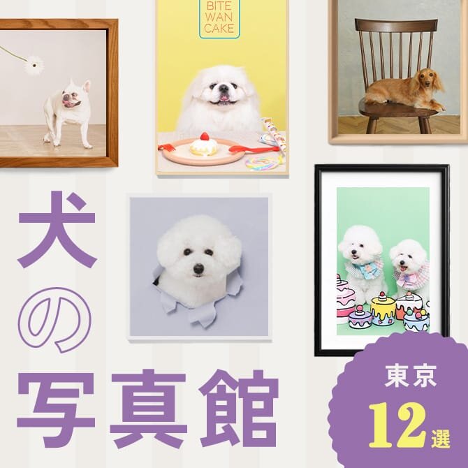 【犬の写真館】愛犬との写真が撮れる東京でおすすめの犬の撮影スタジオ12選