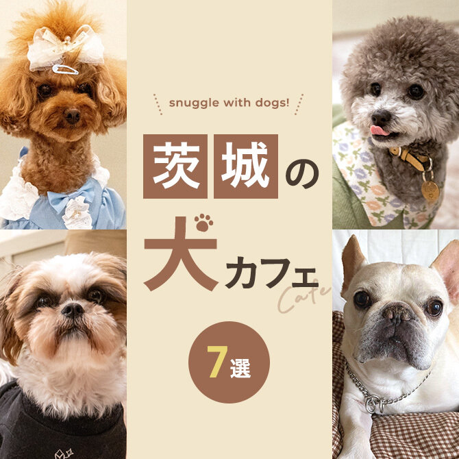 【茨城の犬と触れ合えるカフェ7選】犬カフェなど茨城で犬と触れ合えるカフェ