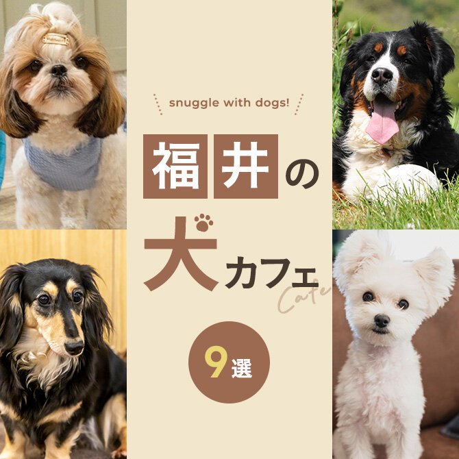 【福井の犬と触れ合える場所9選】犬カフェなど福井で犬と触れ合える場所
