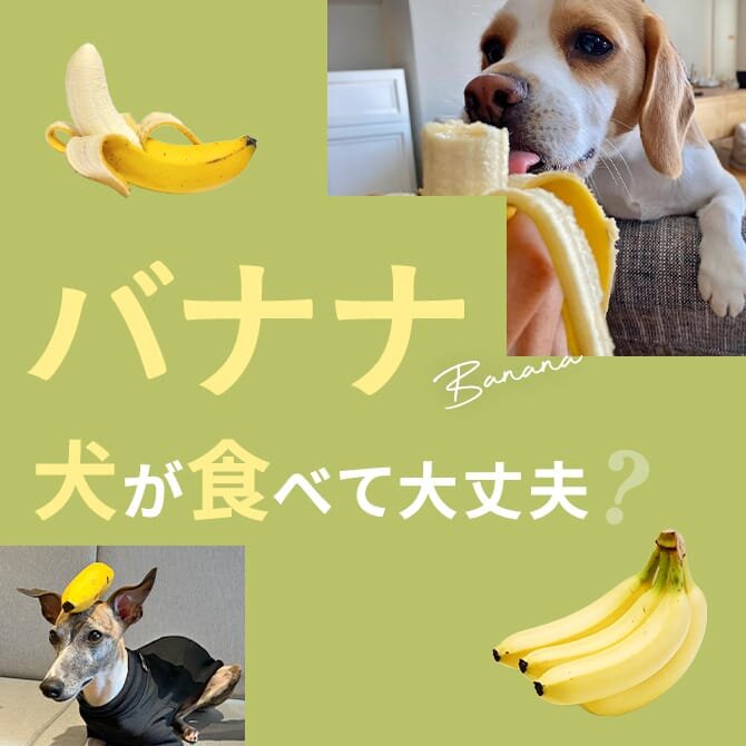 犬はバナナを食べても大丈夫？犬にバナナは与えてもいいの？