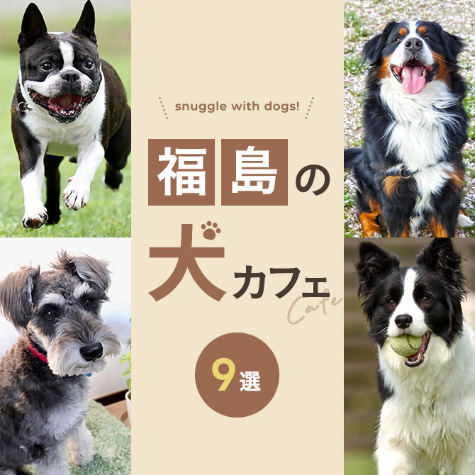 【福島の犬と触れ合える場所5選】犬カフェなど福島で犬と触れ合える場所