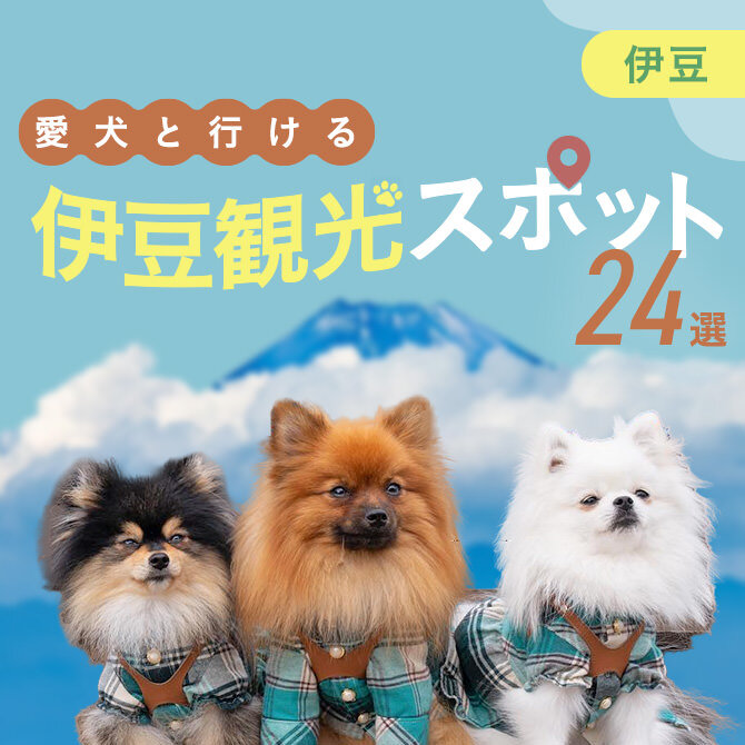 【伊豆の犬連れでいける観光スポット24選】伊豆の愛犬といけるお出かけスポット・ランチ！