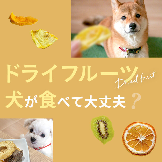 犬はドライフルーツを食べても大丈夫？犬にドライフルーツは与えてもいいの？