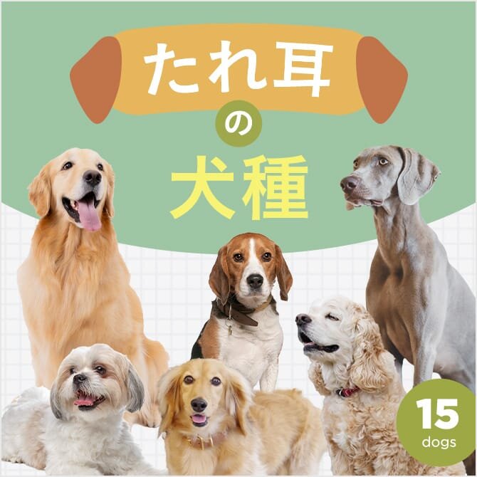 【垂れ耳の犬種】垂れ耳の犬種15選！垂れ耳犬種におすすめの犬用スヌードもご紹介！