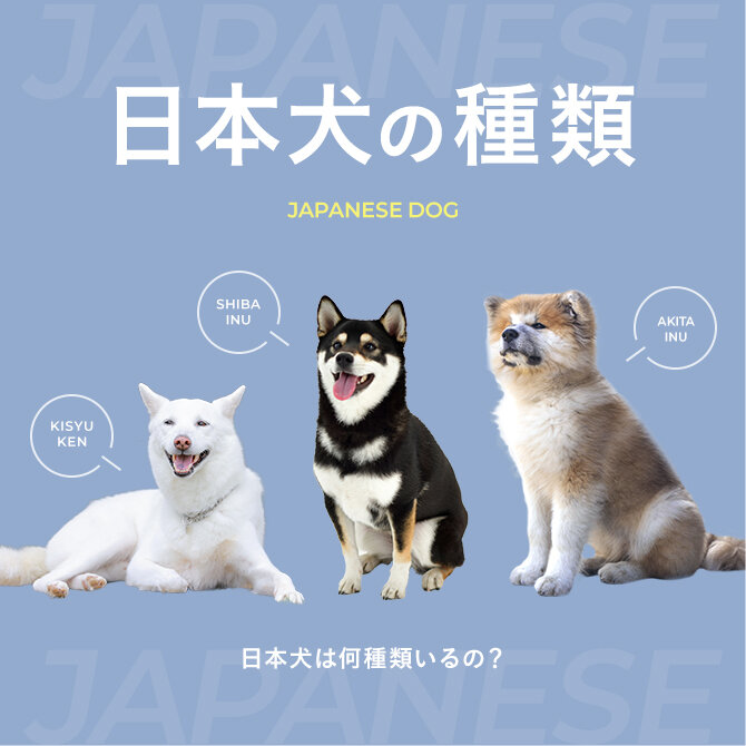 【日本犬の種類は6種類だけ！】日本犬の種類と各犬種の特徴・性格を解説
