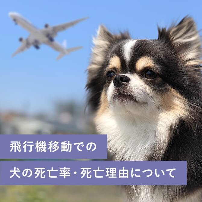 【飛行機移動での犬の死亡理由】飛行機に犬を乗せた際の死亡率・死亡理由について