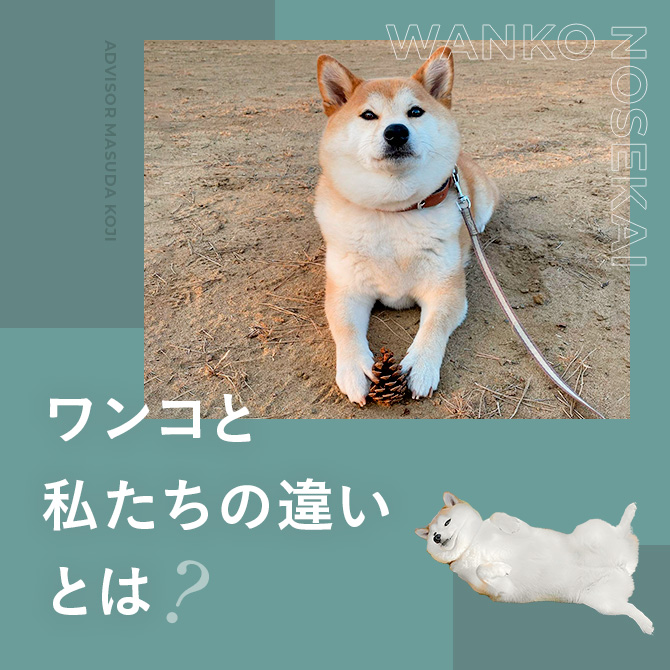 犬の行動心理学｜増田先生の犬の行動心理学。犬の見え方・考え方を知る
