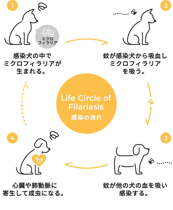 Life Circle