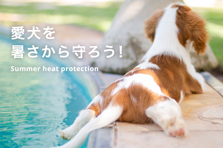 犬の夏バテ警報！この猛暑にワンコの夏バテ対策を。 Summer heat protection