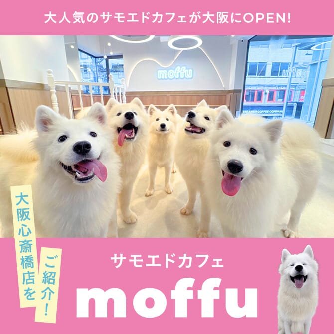 【大阪で大型犬と触れ合えるサモエドカフェ】サモエドカフェ moffu 大阪心斎橋店の魅力をご紹介！