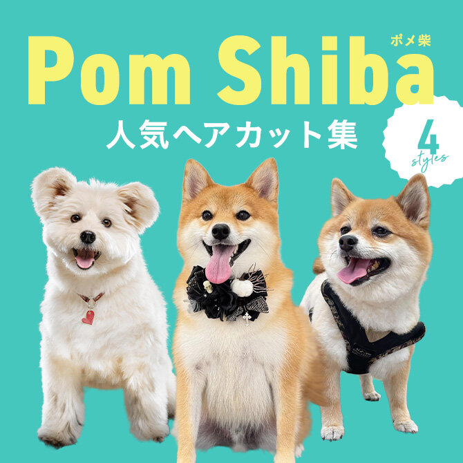 【ポメ柴の人気カット集】トリミングの参考になるかわいいカット4選