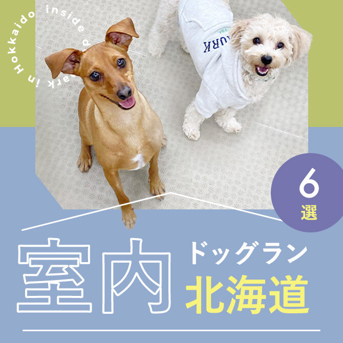 【北海道の室内ドッグラン6選】雨の日も真夏日でも！北海道で人気の室内ドッグラン