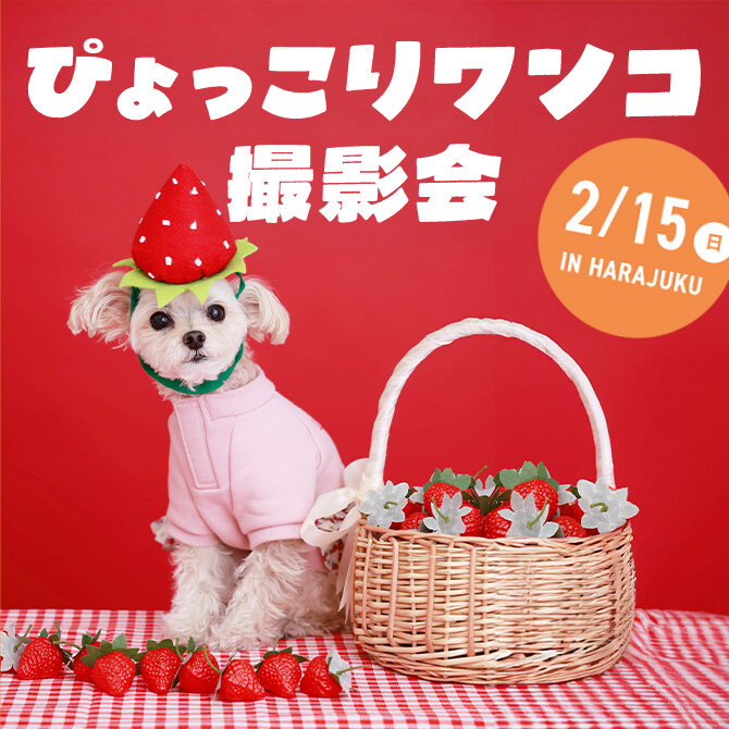 【ぴょっこりワンコ撮影会2月】ワンコnowa主催の人気愛犬撮影会は2月15日（日曜）に開催！