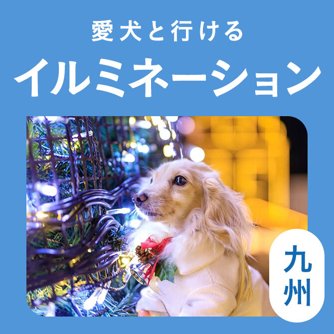 【九州のイルミネーション11選】愛犬と行けるおすすめの最新イルミネーション