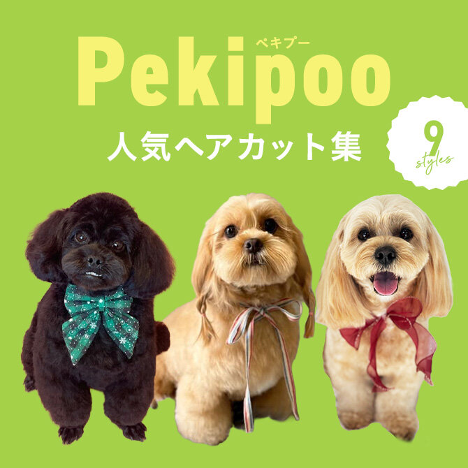 【ペキプーの人気カット集】トリミングの参考になるかわいいカット9選
