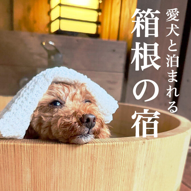 箱根のペットと泊まれる人気宿ランキング