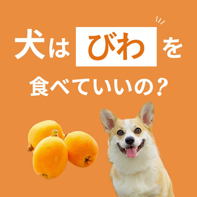 犬はびわを食べても大丈夫!正しい与え方と注意点【獣医師監修】