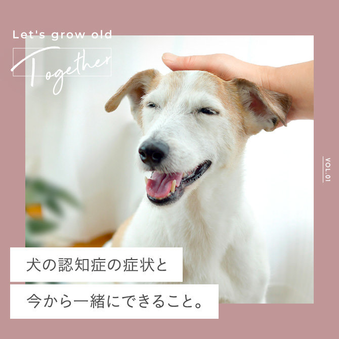 【犬の認知症】犬の認知症の症状と今からできる認知症予防の遊び方