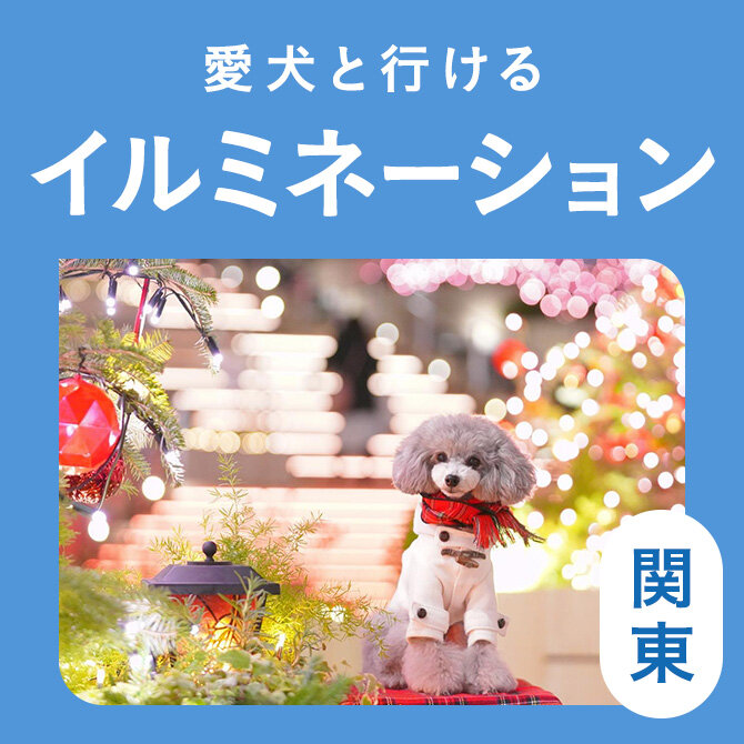 【関東のイルミネーション15選】愛犬と行けるおすすめの最新イルミネーション