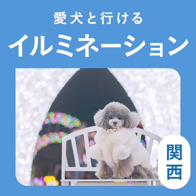 【関西のイルミネーション12選】愛犬と行けるおすすめの最新イルミネーション