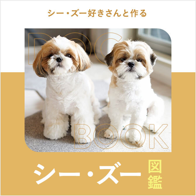 シーズーの性格やカット、子犬、ブリーダー、値段から飼い方｜シーズー図鑑