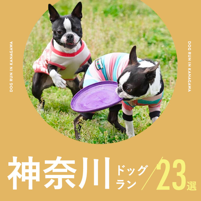 【神奈川ドッグラン23選】無料やカフェ併設など神奈川でおすすめのドッグラン｜2024年最新版