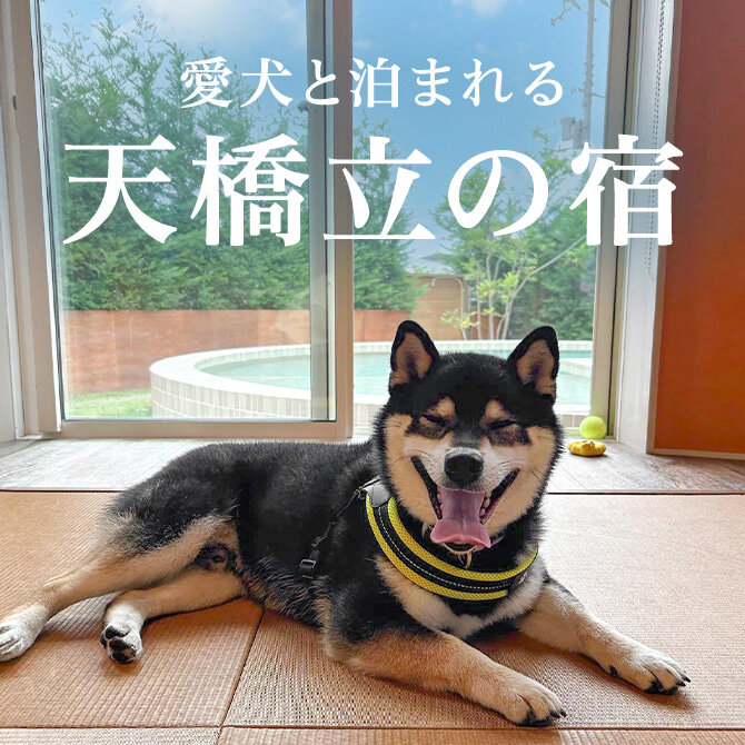 天橋立のペットと泊まれる宿ランキング｜2026年最新版