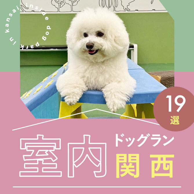 【関西室内ドッグラン19選】カフェ併設や屋根付き全天候型ドッグランも！