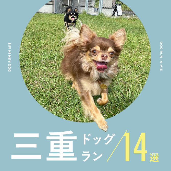 【ドッグラン三重】三重で人気ドッグラン14選。室内や無料も