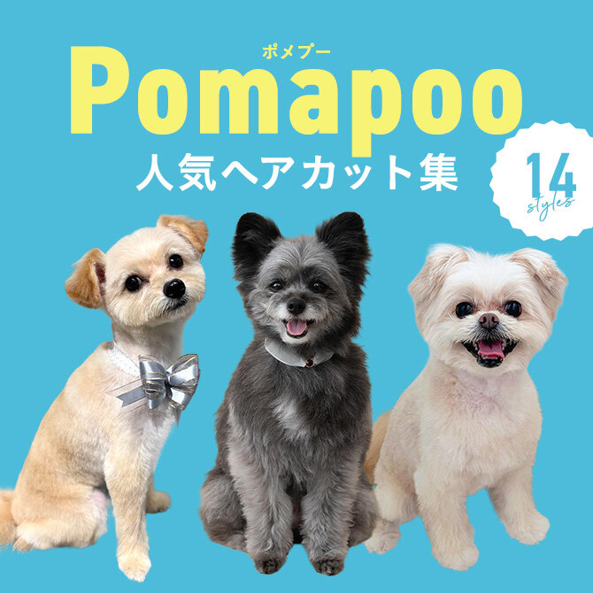 【ポメプーの人気カット集】トリミングの参考になるかわいいカット14選