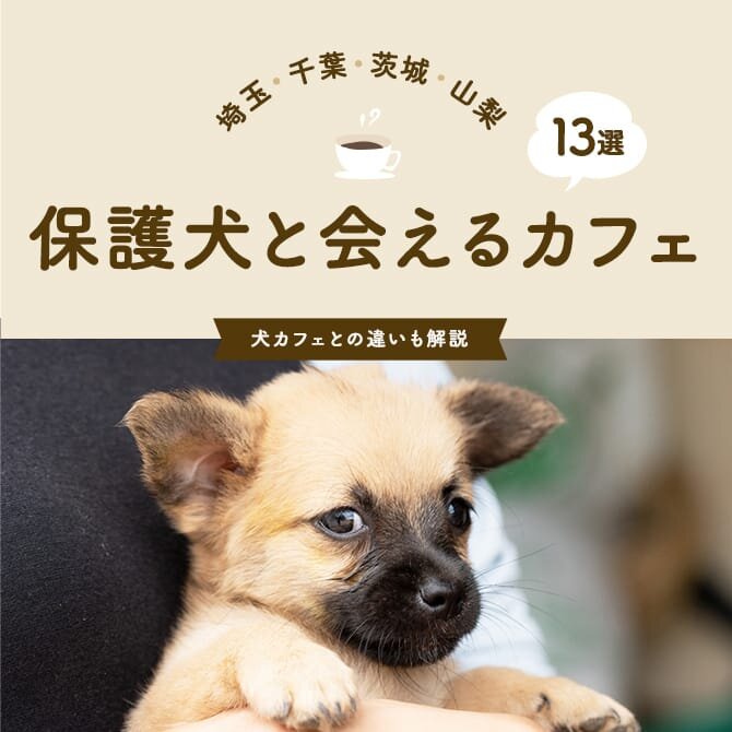 【埼玉・千葉・茨城・山梨の保護犬カフェ】関東の保護犬カフェ13選