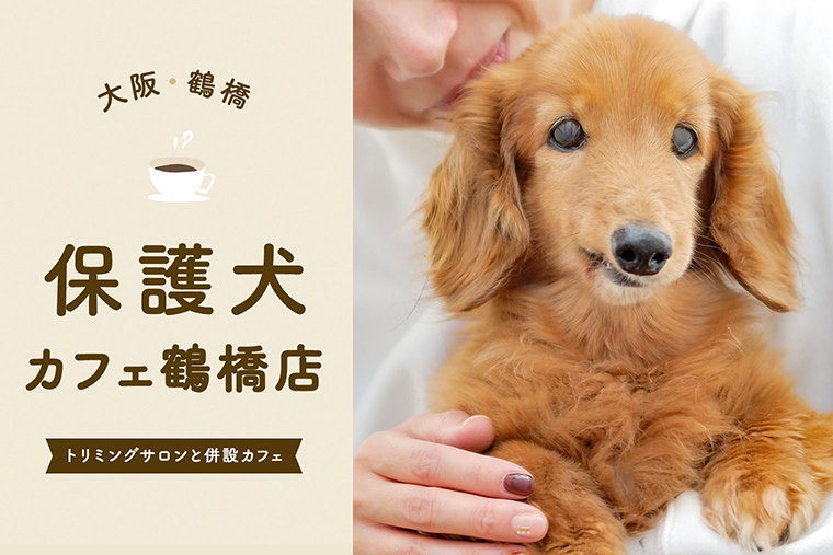 保護犬カフェ鶴橋店 大阪の保護犬カフェ Hogoken Cafe 鶴橋店さん