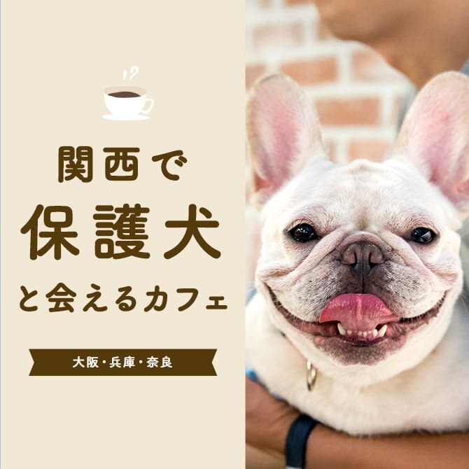 【関西の保護犬に会えるカフェ】大阪・兵庫・奈良の保護犬にあえるカフェ7選
