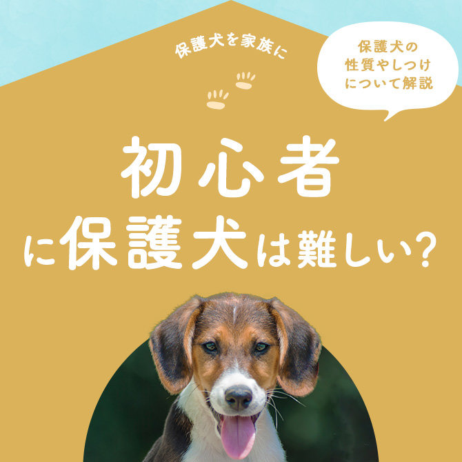 初心者が保護犬を飼うのは難しい？保護犬の性質やしつけについて解説