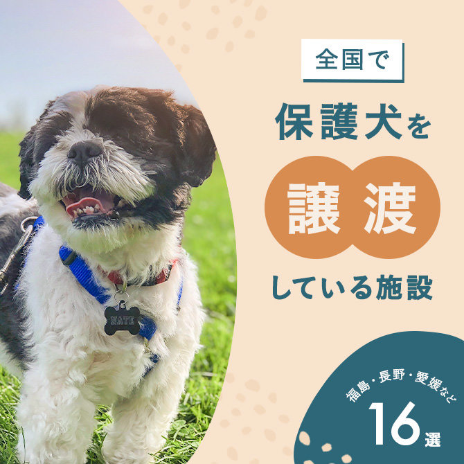 【保護犬譲渡施設】動物愛護センター、保健所など保護犬譲渡を行う施設16選