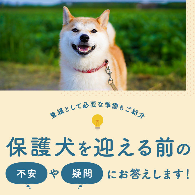 【保護犬の引き取り】保護犬を引き取るには？迎えたあとの疑問や不安も解消