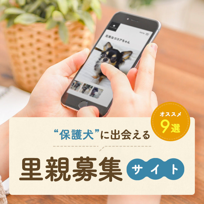 【保護犬の里親募集サイト9選】保護犬里親募集サイトと活動内容もご紹介！