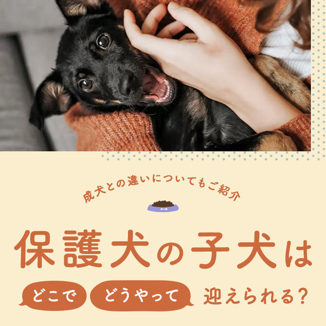 【保護犬の子犬】保護犬の子犬はどこでどうやって迎えられるの？方法などについて