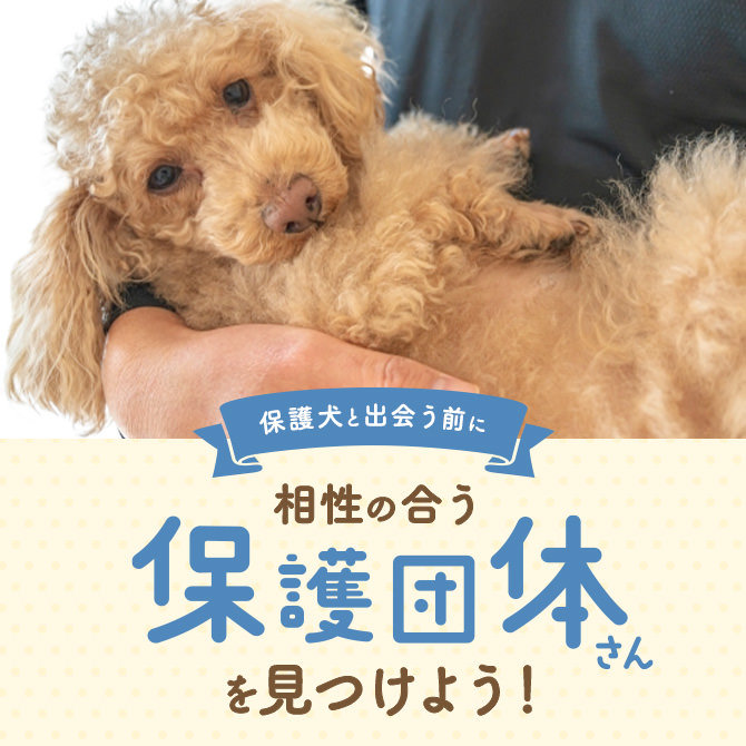 【動物保護団体の選び方】保護犬を家族に迎える際の保護犬団体の選び方について