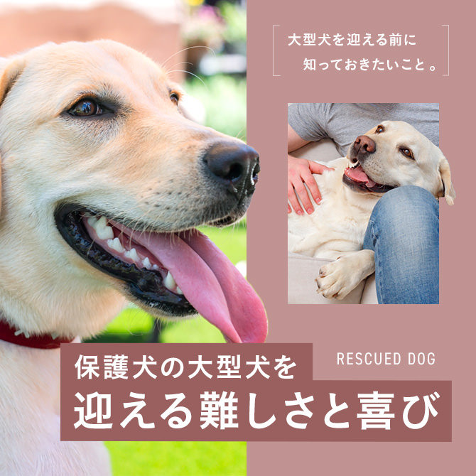 【保護犬の大型犬】保護犬で大型犬を飼う大変さと良さ。迎えるためのポイントも解説