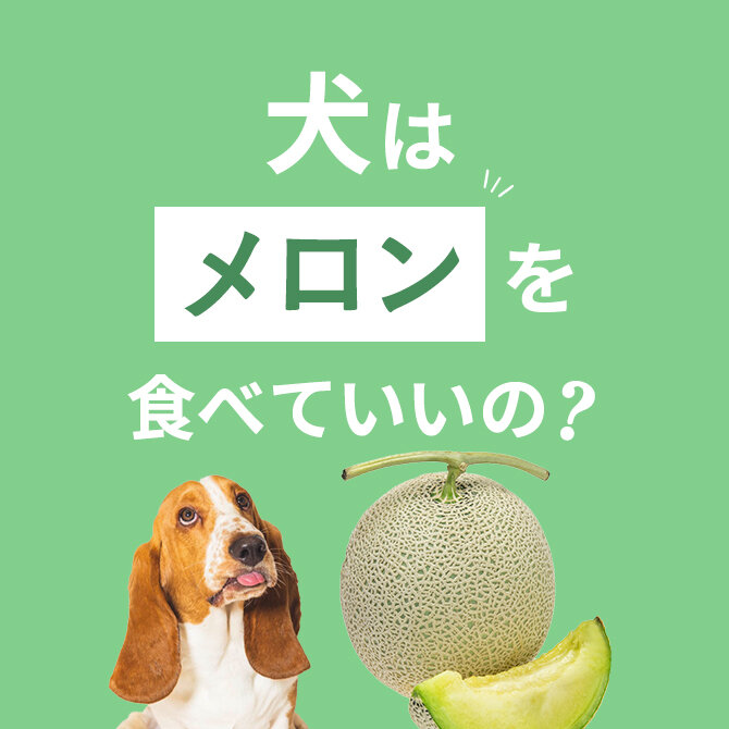 犬はメロンを食べても大丈夫！正しい与え方と注意点【獣医師監修】