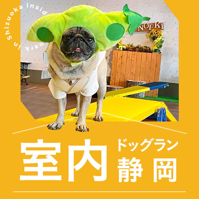 【静岡の室内ドッグラン10選】雨の日も暑い日も遊べる人気の静岡の室内ドッグラン！  