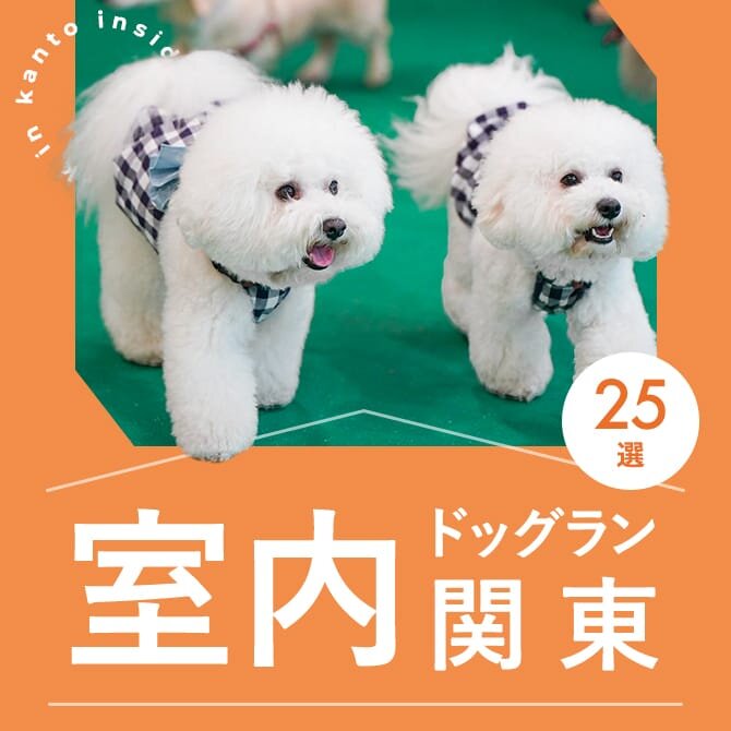 【関東室内ドッグラン25選】天候に左右されずに遊べる便利な室内ドッグランまとめ